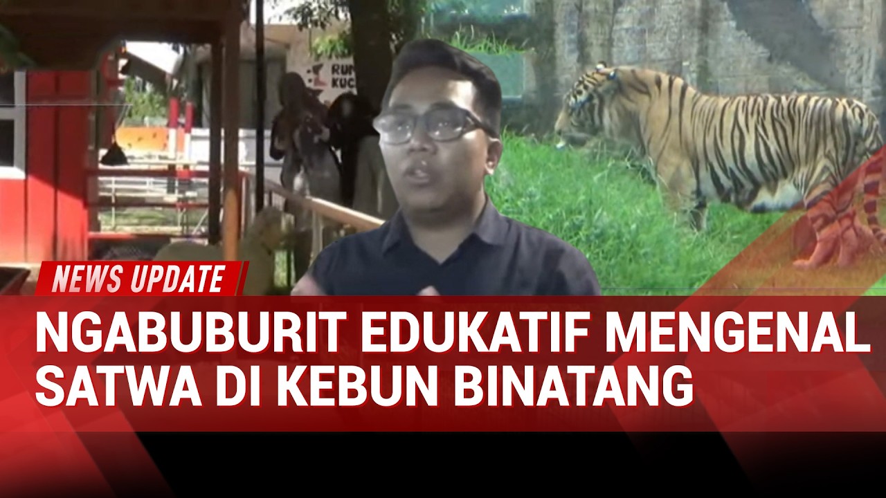 Jember Mini Zoo Ramai Saat Ramadan, Pengunjung Ikut Keeper Talk Harimau