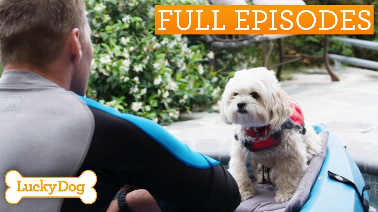 Nothing Phases This Laidback Rescue Dog | Lucky Dog Double Episode