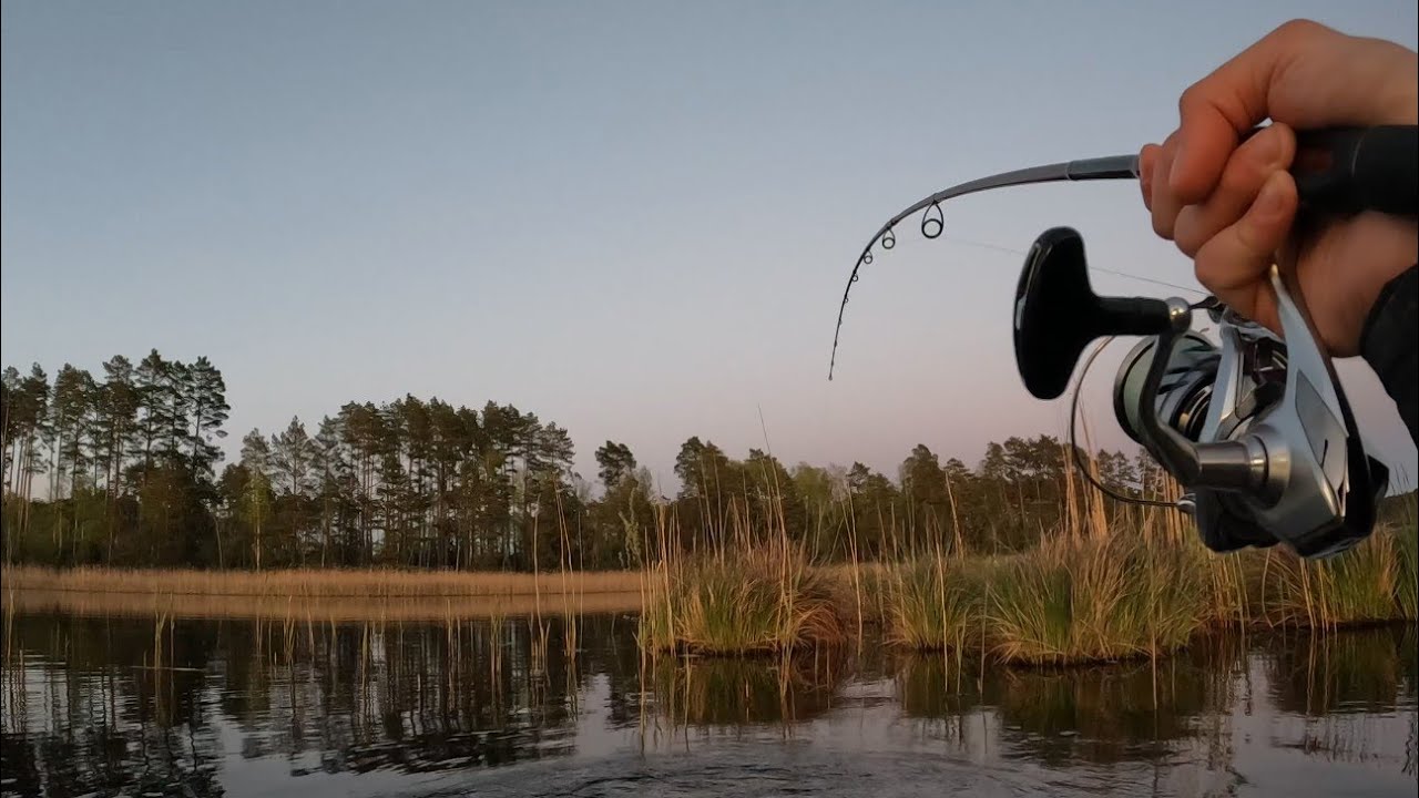 Ryby brały TYLKO W TRZCINACH! | Majowy Spinning