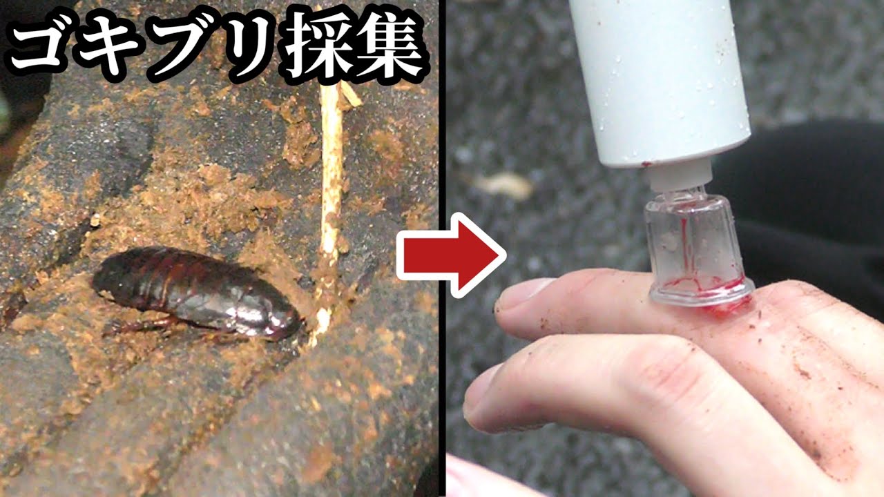 【閲覧注意】ゴキブリを探してただけなのに…
