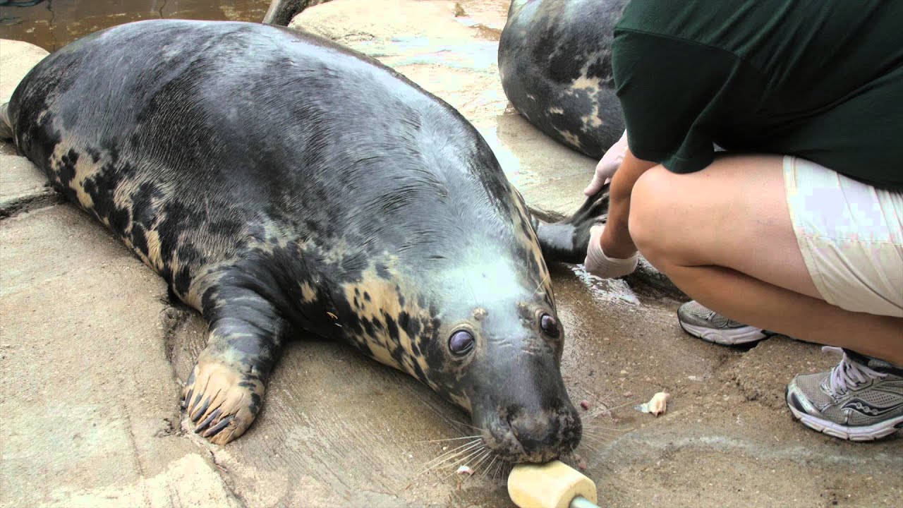Seal Training!