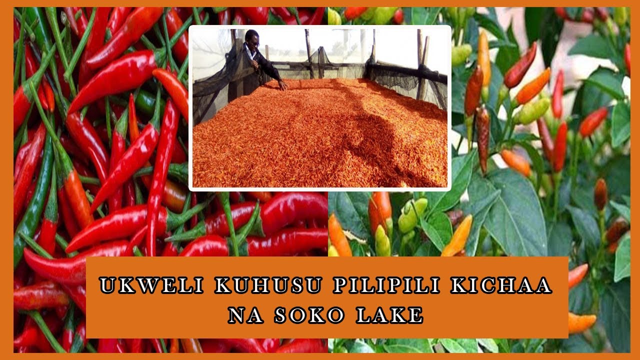 Huu ndio Ukweli Kuhusu '' KILIMO CHA PILIPILI KICHAA'' FAIDA KUBWA NA SOKO LAKE