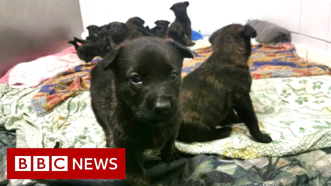 From rescue shelter pups to police paw patrol