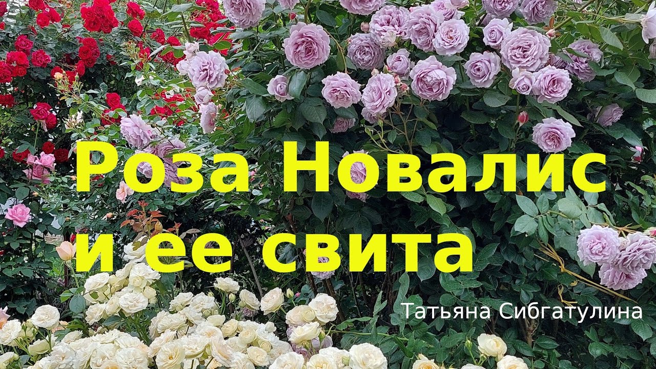 Розы. Композиция: Новалис, Пастелла, Лорена Сомерхаус