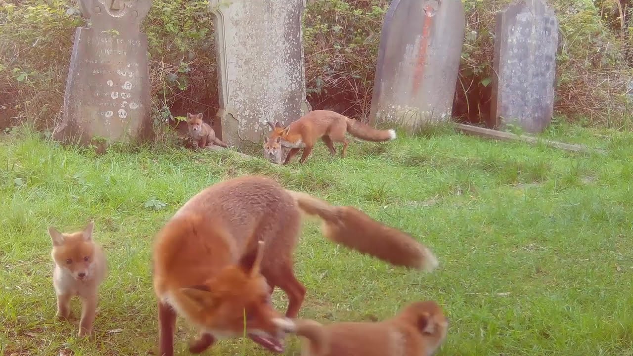 Juvenile foxes playing with cubs