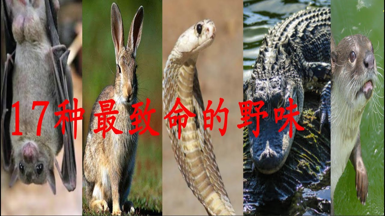 盘点最致命的17种野味，看了以后你还敢吃吗？（新型冠状病毒、埃博拉病毒）
