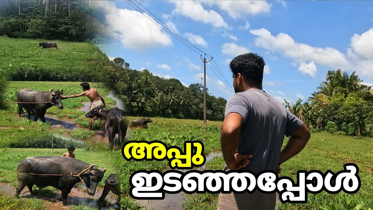 അപ്പുവിന്റെ ദേഷ്യം കണ്ടിട്ടുണ്ടോ. (( പോത്തിനെ വളർത്തുന്നവർ ഇത് ശ്രദ്ധിക്കണം ))#baffalo #appu