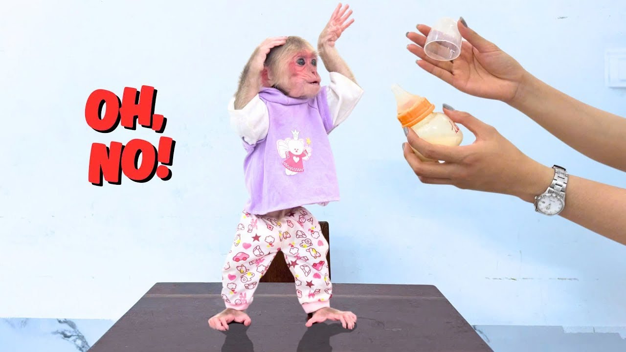 Monkey Kyo Misses Her Dad and Wants to Visit Him &ndash; A Sweet Moment!