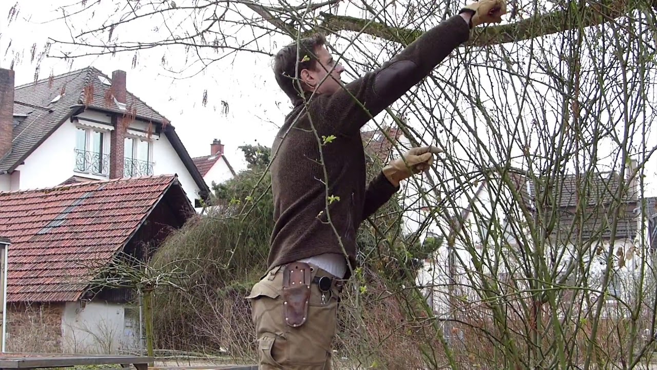 Ramblerrosen schneiden