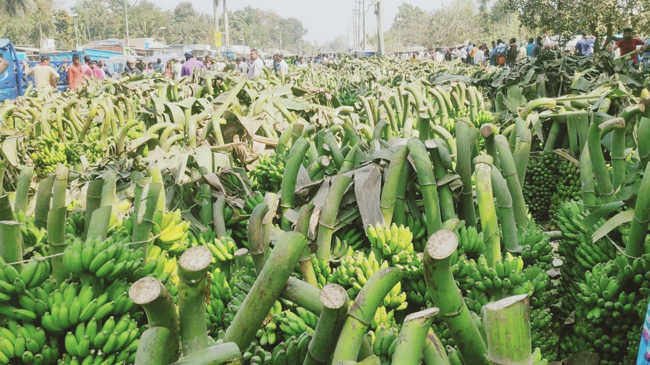 বৃহত্তম পাইকারি কলার বাজারে ব্যাপারী নেই  জলছত্র বাজার মধুপুর টাংগাইল বিস্তারিত জেনে নিন