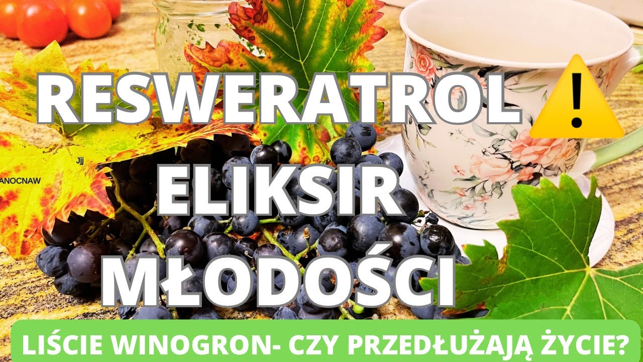 Ресвератрол &mdash; эликсир молодости. Виноградные листья &mdash; продлевают ли они жизнь?
