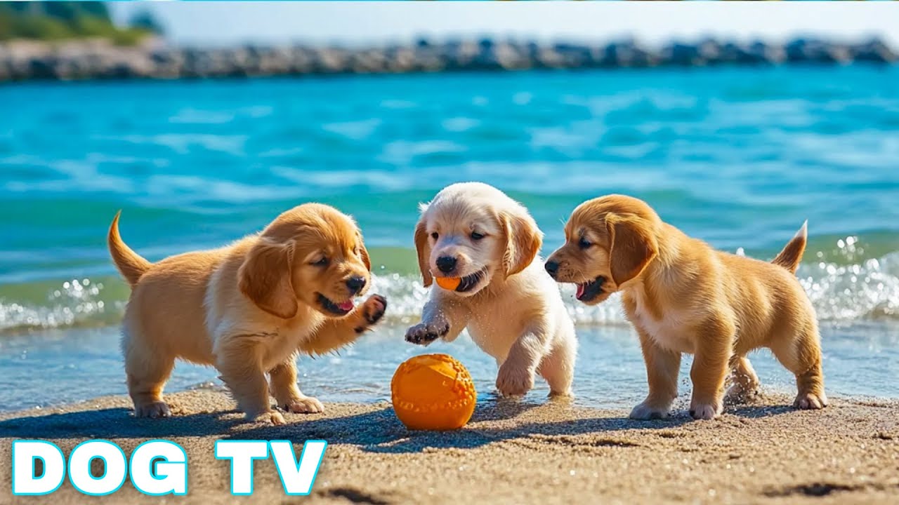 12 Hours of Dog Calming Music for Anxiety 💖 Anti Separation Anxiety Relief Music 🐶🎵 dog music