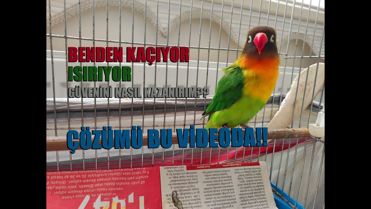 Cennet Papağanı Güven Kazanma / Kaçma ve Isırma Sorunu