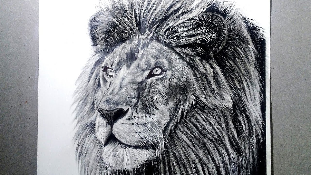 How to Draw a Realistic Lion : Time lapse drawing STEP BY STEP