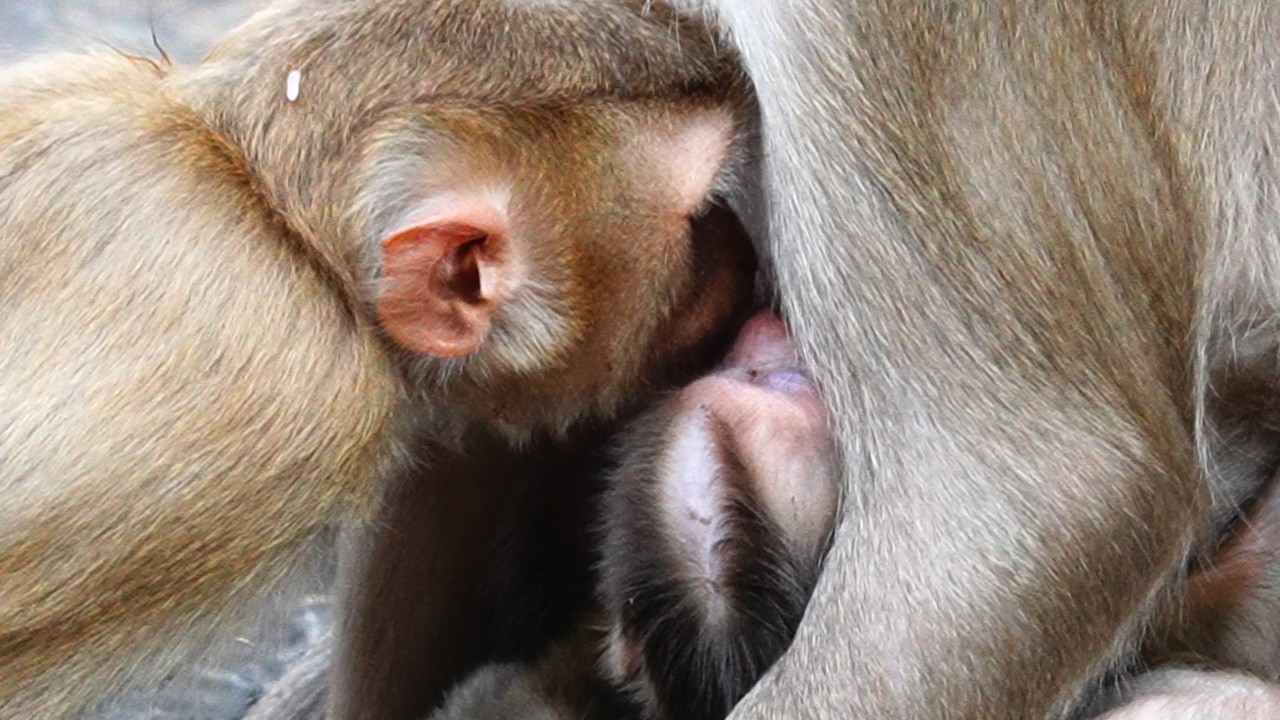 So adorable to nurse full longer in chest but share with older brother