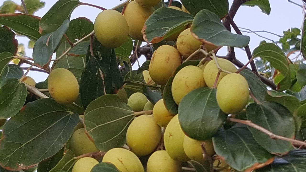 طريقة تطعيم السدر من القمة الناميه , Ziziphus spina christi