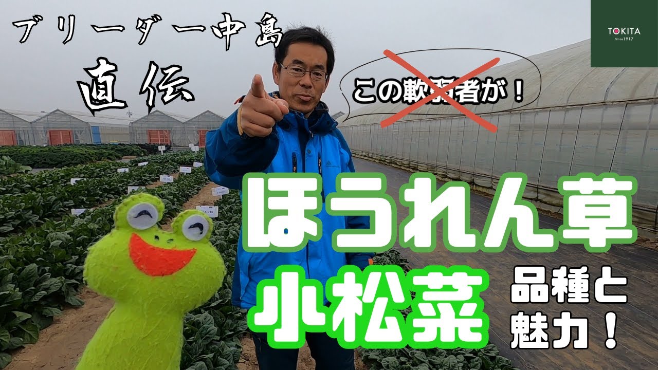【ブリーダー直伝】2024年おすすめ軟弱葉物野菜【家庭菜園】