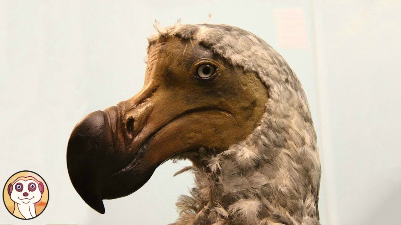 10 ANIMALI SCOMPARSI A CAUSA DELL' UOMO