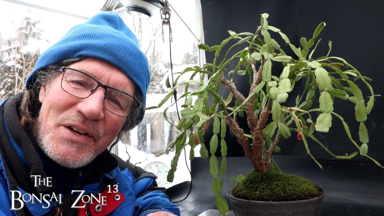 Pruning My Christmas Cactus, The Bonsai Zone, Feb 2026