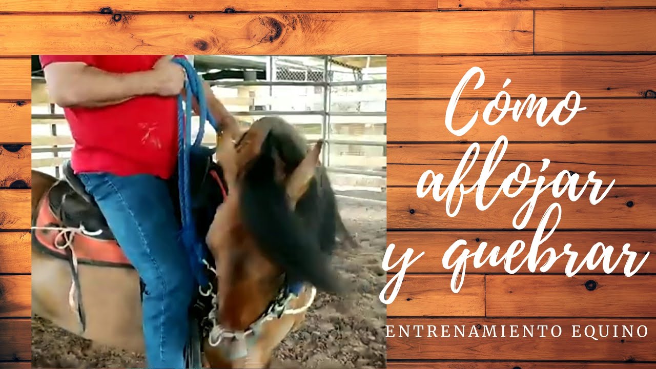 APRENDE A AFLOJAR Y QUEBRAR UN CABALLO