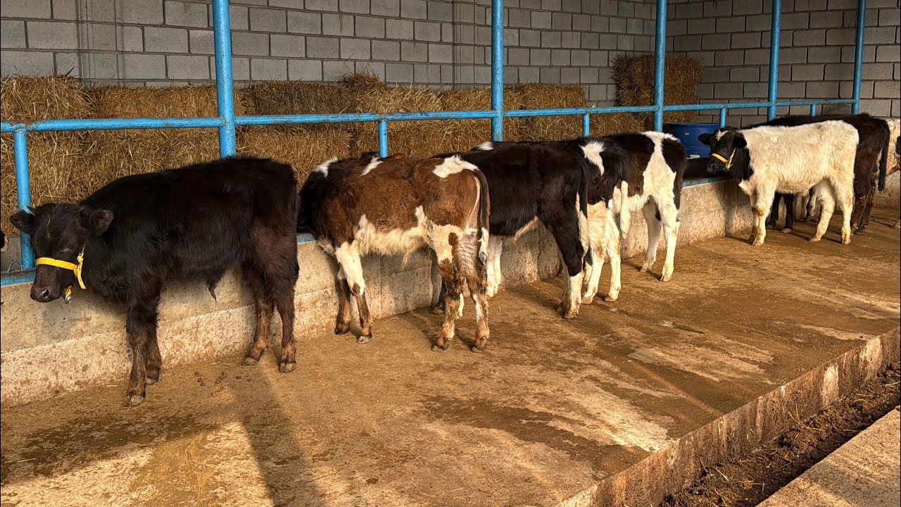 💥SIZ IZLAGAN ARZONCHI BUQACHALAR SOTUVDA✅
