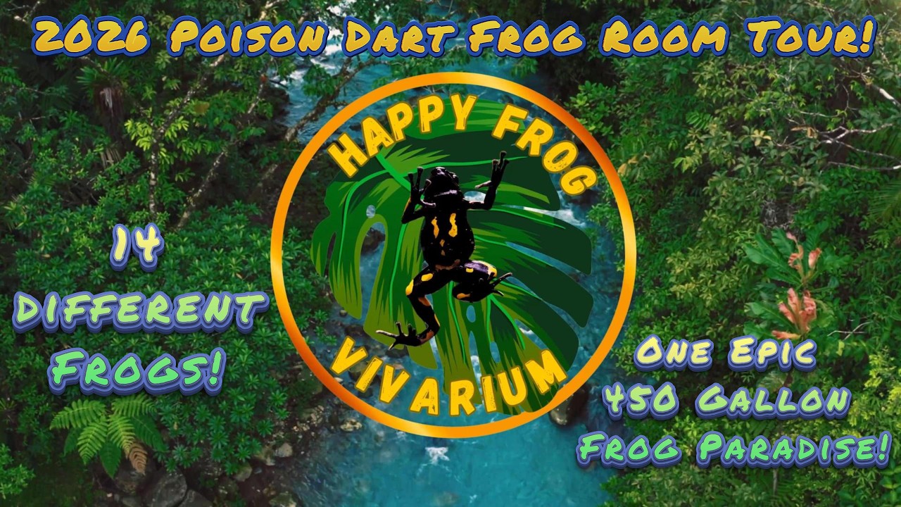 Poison Dart Frog Room Tour 2026