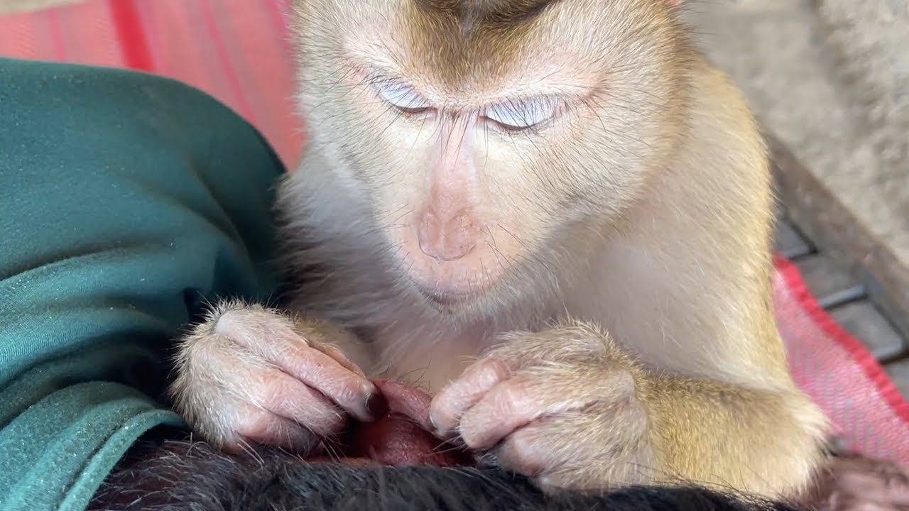 Monkey Grooming ASMR That Will Melt Your Stress Away
