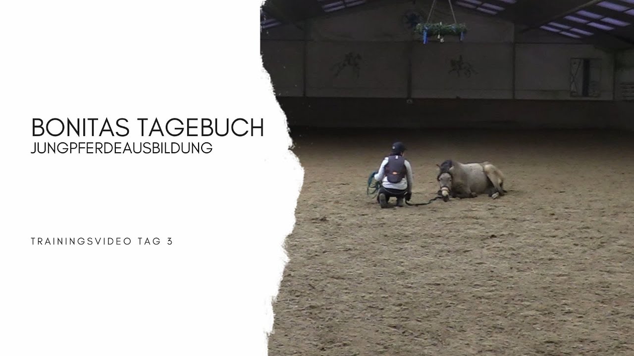 Bonitas Tagebuch Tag 3 - Jungpferdeausbildung