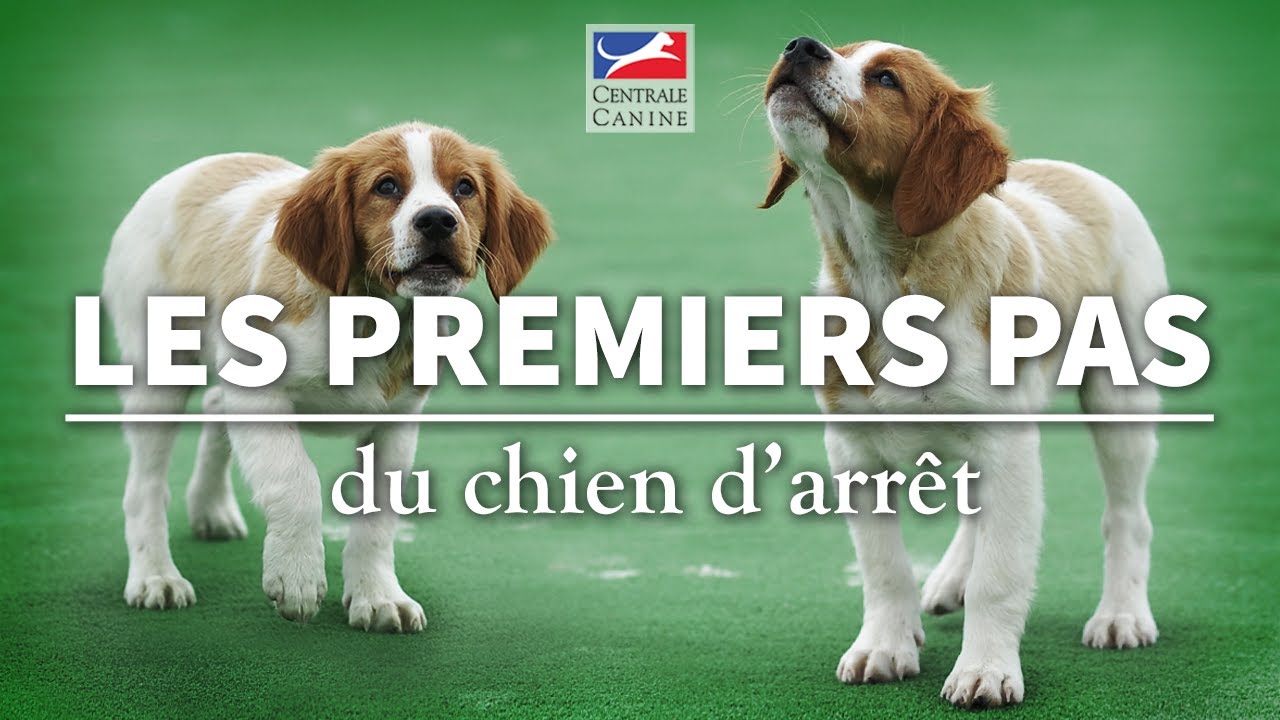 PREMIERS PAS DU CHIEN D'ARRÊT - Chiens de chasse Ep 3