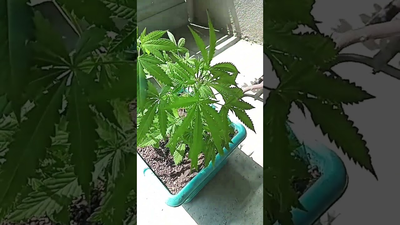 Розы и марихуана | Конопля | Cannabis sativa sativa  | Волшебные растения | Весёлое садоводство :-)