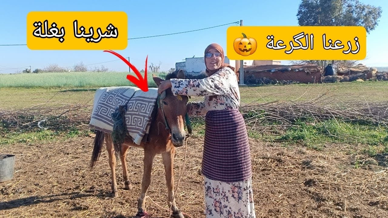 گولو مبروك شرينا بغلة لتعاونا فالزمان 🫏ڤلوگ ديوماين فڤيديو واحد مع سميرة 🥰