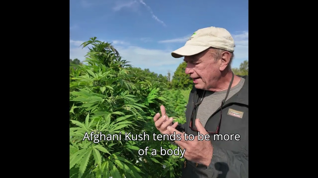 afghani kush anthocyanins