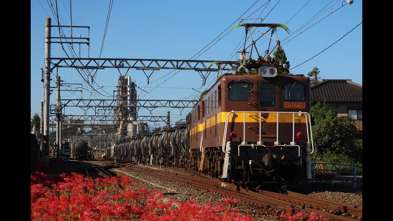 彼岸花の絨毯の中を行く三岐鉄道『セメントタキ』専用貨物列車