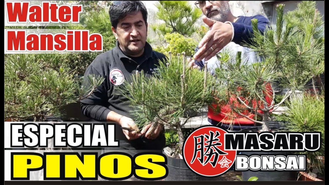 BONSAI  - LOS TIPS MAS IMPORTANTES /ESPECIAL PINOS CON EL MAESTRO WALTER MANSILLA