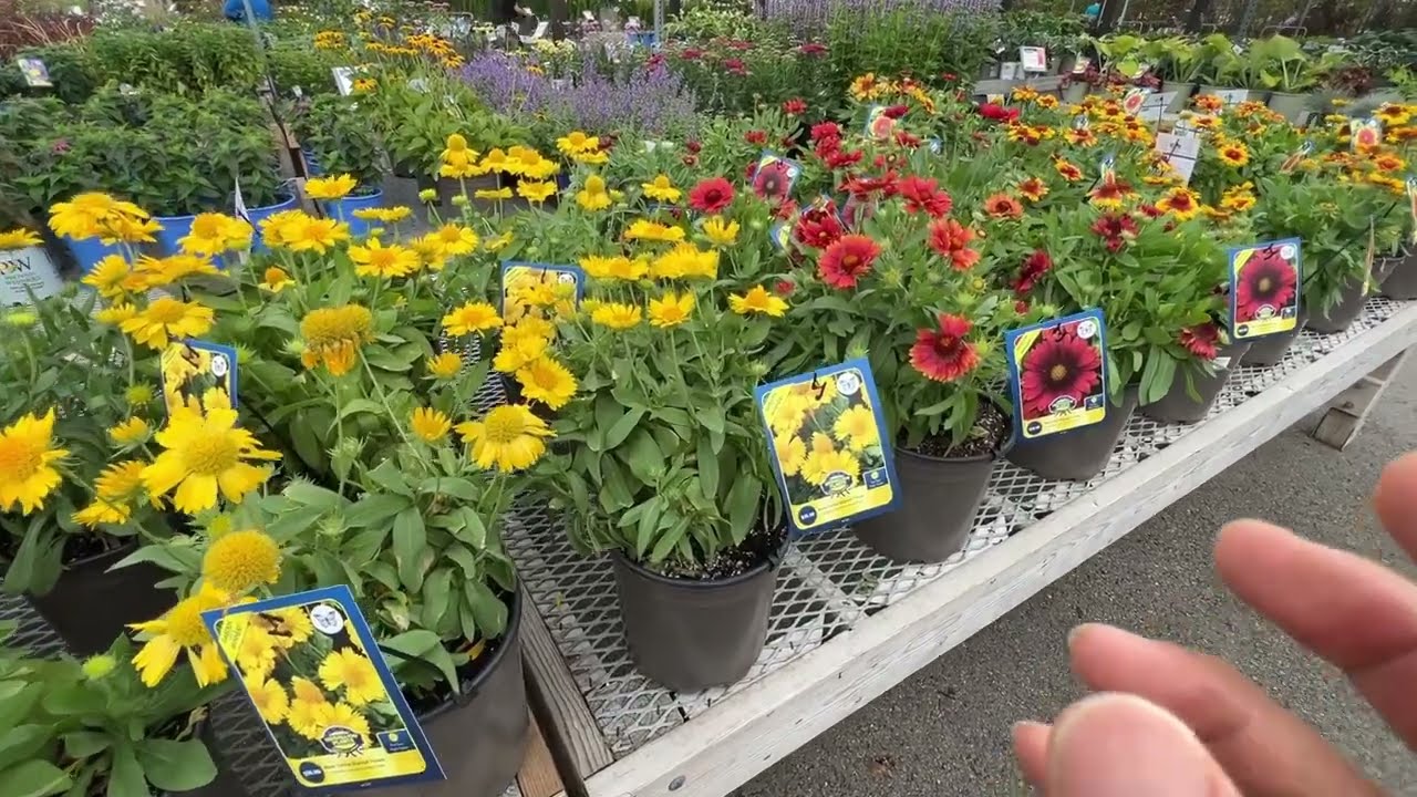 多种花期很长的“菊”：地毯菊Blanket Flower, 金鸡菊Tickseed, 纱斯塔菊Shasta Daisy, 松果菊Coneflower
