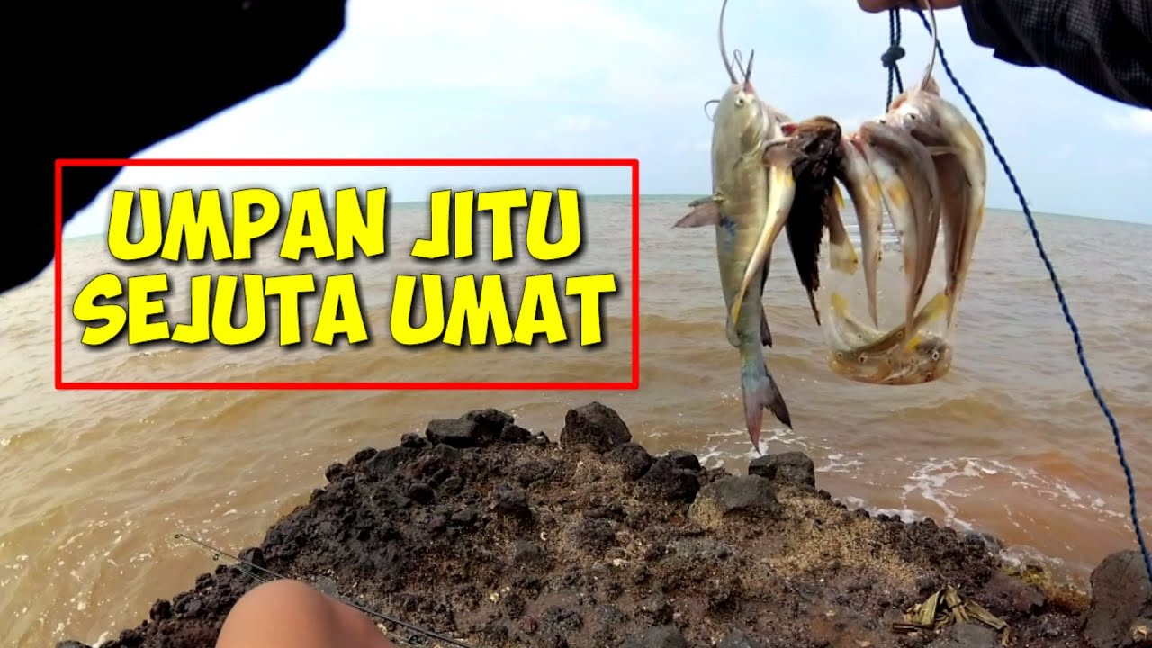 UMPAN AMPUH BUAT MANCING IKAN RUCAH