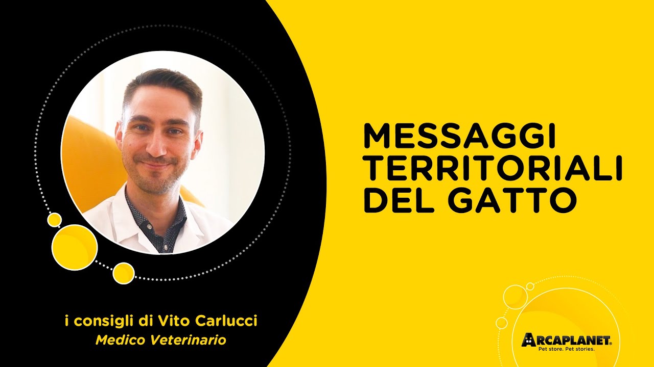 Cosa fare quando il gatto segna il territorio? | Le risposte del veterinario | Arcaplanet