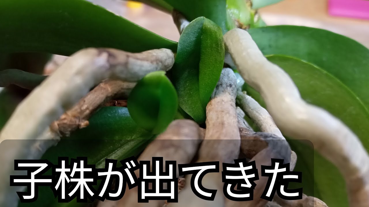 冬になる前までに元気になれなかった胡蝶蘭