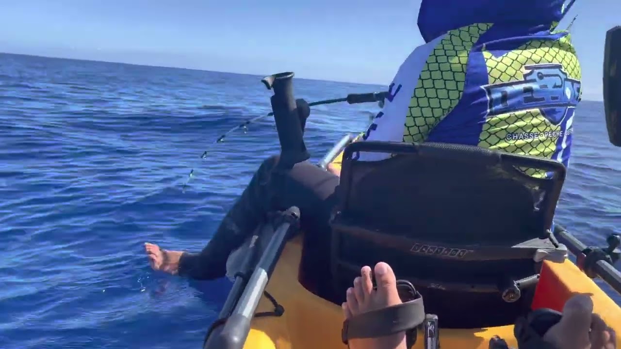 Un petit requin avec les jiggeurs fous 🦈