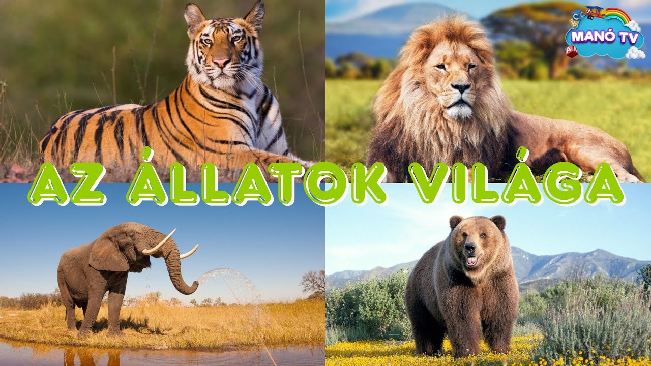 Fedezzük fel az állatok csodálatos világát! Fejlesztő videó gyerekeknek #animals #animal