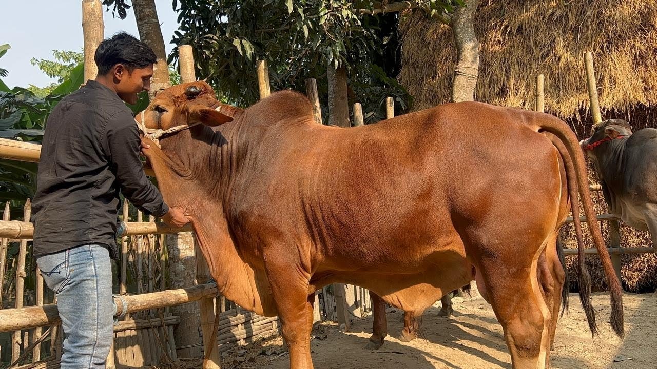 ৫টি বিগ বিগ সাইজের শাহীওয়াল ষাঁড় গরু কত দাম চাচ্ছেন আব্দুর রাজ্জাক বেপারী #cow #cattleworld #bull 