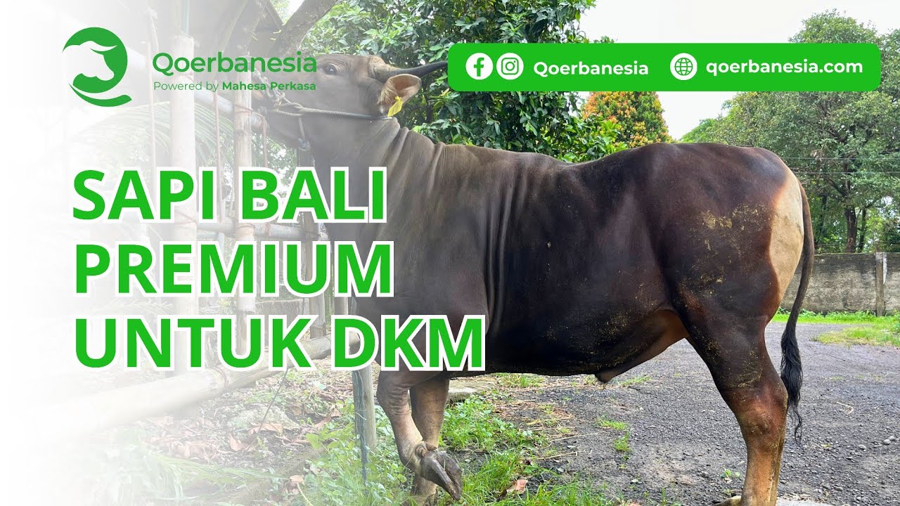 SAPI BALI PREMIUM UNTUK TABUNGAN QURBAN 2026! DI TIMBANG REAL!