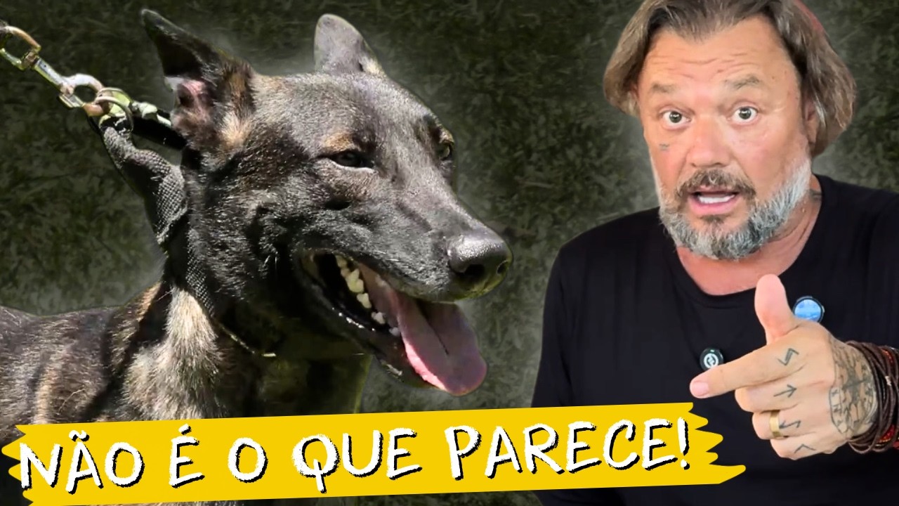 ESSE PASTOR MALINOIS ASSUSTA… ATÉ QUANDO NÃO ATACA 😳