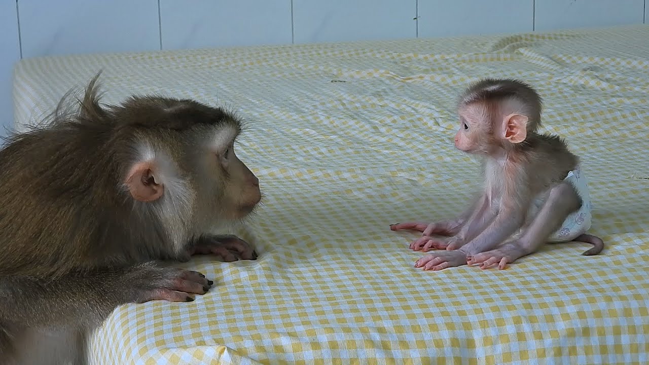 Adorable Mommy Luna Take Care And Teaching Baby Luka