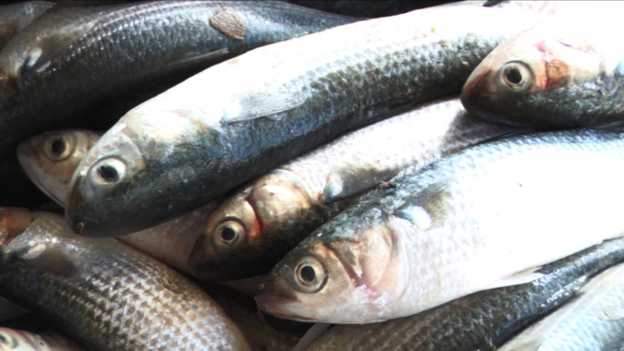 Pura Pesca, Estilo Venezolano (Conservación de pesquerías, Parte II)