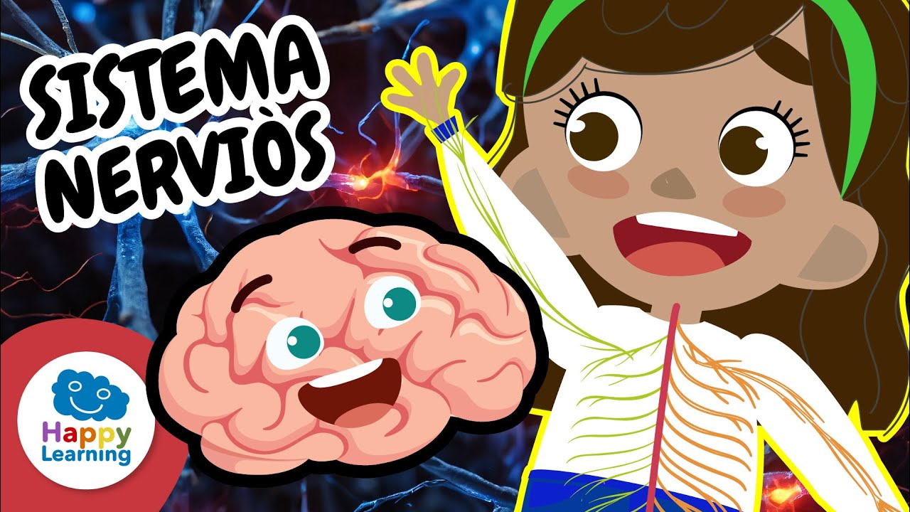 EL SISTEMA NERVIÓS | Vídeos Educatius per a Nens | Happy Learning