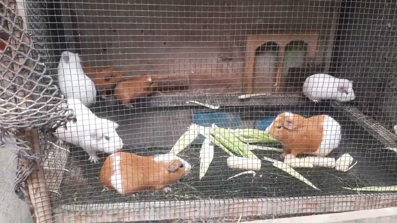 Cobayas 🐹🐹
