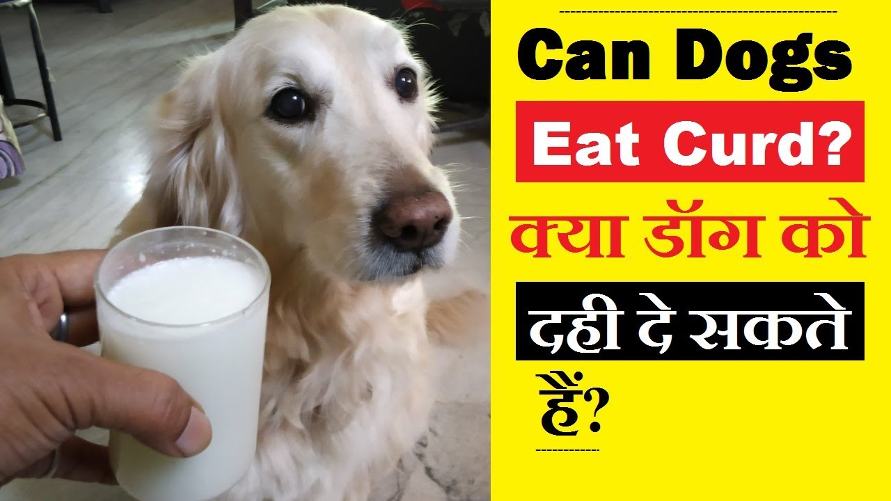 Can Dogs Eat Curd (Dhai) - Is it Healthy for Dogs?