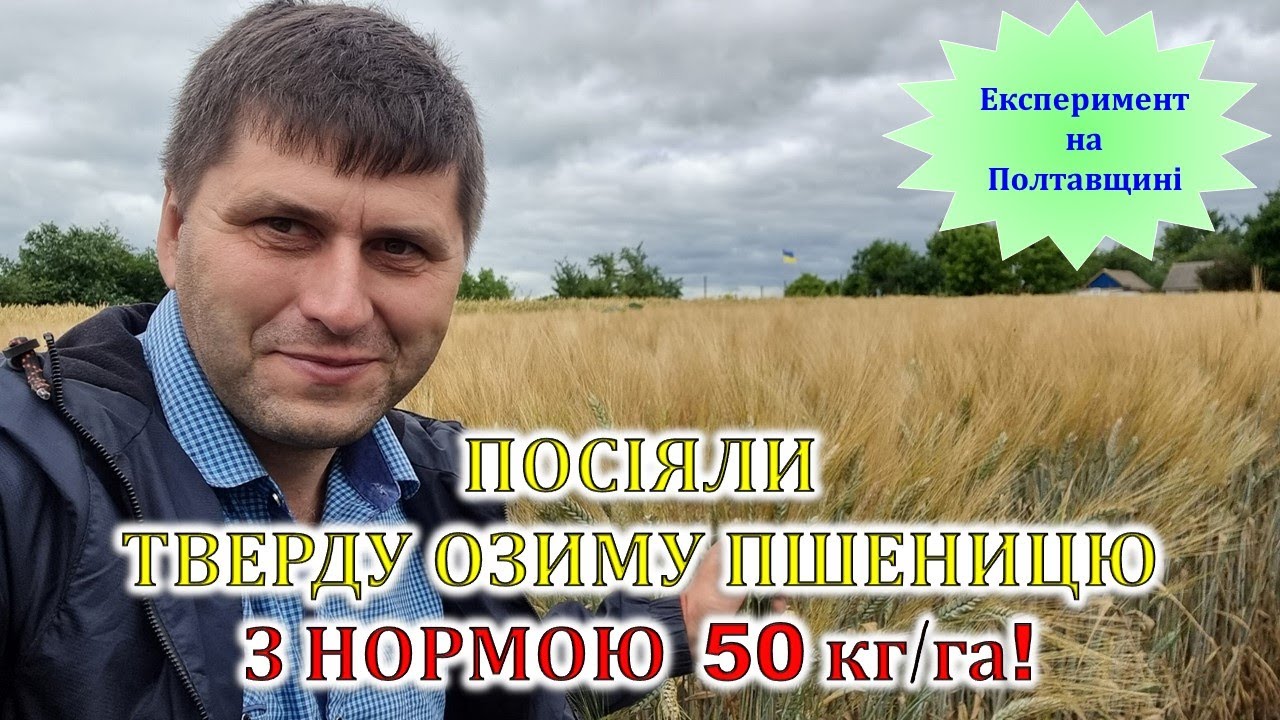 Посіяли тверду озиму пшеницю з нормою 50 кг/га