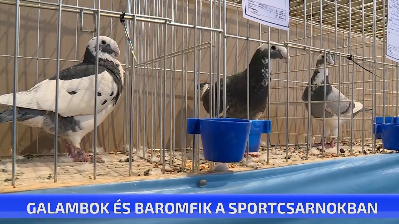 Galambkiállítás Abonyban